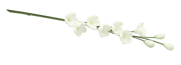 Sarah Flanagan - Funeral Celebrant