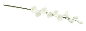 lily-of-the-valley-composite-trans